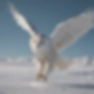 Elegant snowy owl flying gracefully across the Arctic landscape