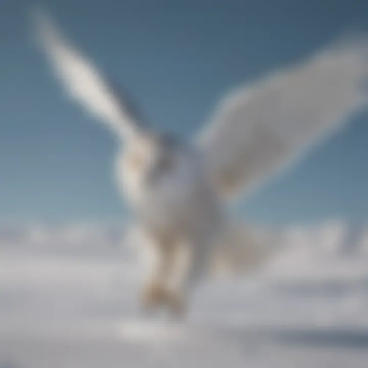 Elegant snowy owl flying gracefully across the Arctic landscape