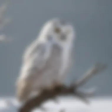 Majestic snowy owl perched on a snow-covered branch