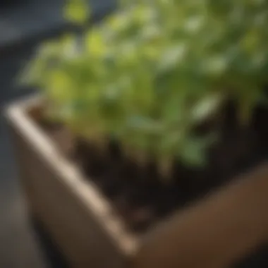 Close-up of vibrant green seedlings sprouting in a planter box